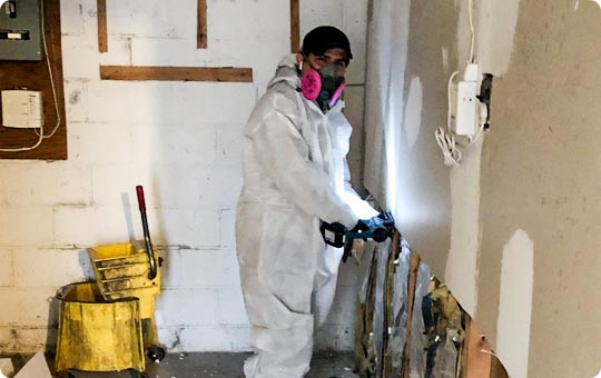 Mold Remediation Specialists Hempstead